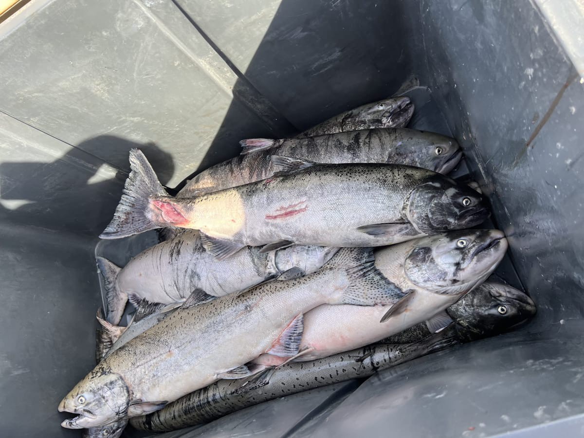 Fish caught by Tk̓emlúps te Secwépemc on Kamloops Lake